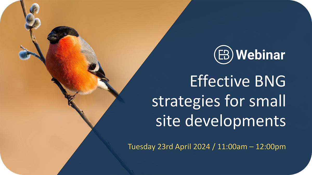 Effective BNG strategies for small site developments