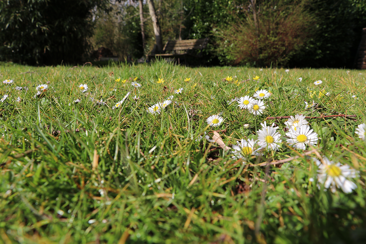 wildflowers on uncut lawn